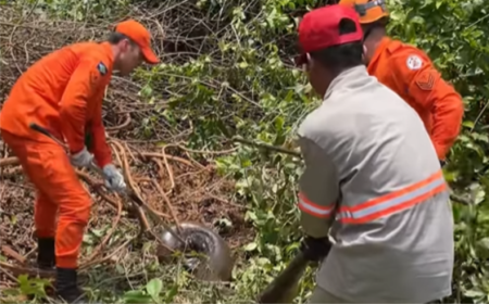 Sorriso lidera resgates de animais silvestres em MT pelo segundo ano; Bombeiros atenderam mais de 1,9 mil ocorrências em 2025